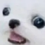 EggdogD emote for Discord