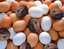 eggmily emote for Discord