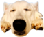 einSnoot emote for Discord