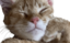 ellieEep emote for Discord