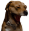 elyawn emote for Discord