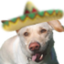 ElDog emote for Discord