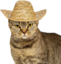ElGatoChino emote for Discord