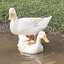 DuckOnDuck emote for Discord