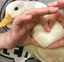 duckheart emote for Discord