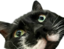 duba emote for Discord