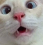 DumbCat emote for Discord