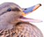 duckkek emote for Discord