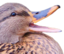 duckeKek emote for Discord