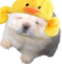 Duckypup emote for Discord