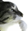dumaet emote for Discord