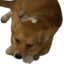 dwightBedge emote for Discord