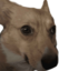 dwightawk emote for Discord