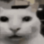 dxvnUNCANNYCAT emote for Discord