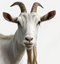 dzidaleeGOAT emote for Discord