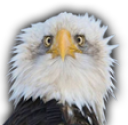 eaglegougoutte static emote for Discord, Twitch and Slack