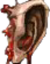 EARR emote for Discord