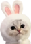 EasterCat emote for Discord
