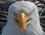 EagyStare emote for Discord