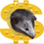 EMUBUCK emote for Discord