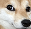 enSideEye emote for Discord