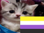 enbycatwithaenbyflagatthecorner emote for Discord