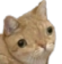 EnterKa emote for Discord