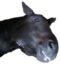 enkkPrelive emote for Discord