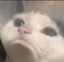 eppiwhut emote for Discord