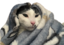 epsonBlanket emote for Discord