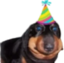 Ermftbirthdayhat emote for Discord