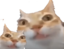 ermling emote for Discord