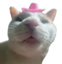 Ermftcowboyhatftcat emote for Discord