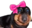 ermftcutebow emote for Discord