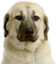 erayKangal emote for Discord