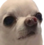 EsoGgg emote for Discord