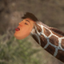 elllumGiraffeHead emote for Discord