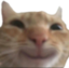 ElusiveBowl emote for Discord