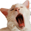 ElvisYawn emote for Discord