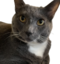 elviskitty emote for Discord