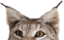 ellaLurk emote for Discord