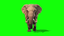 elephantgreenscreeneffect emote for Discord