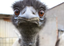 Emu emote for Discord