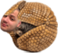 emoneyArmadillo emote for Discord