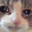 EmotionalCat emote for Discord