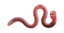 emoneyEarthworm emote for Discord