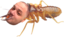 emoneyTermite emote for Discord