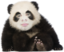 EmoneyPanda emote for Discord