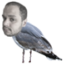 emoneySeabird emote for Discord