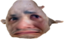 emoneyBlobfish emote for Discord